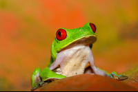        red eye green tree frog playa nicueza 
  - Costa Rica