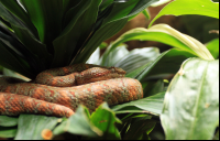        Jaguar Rescue Center Pit Viper
  - Costa Rica