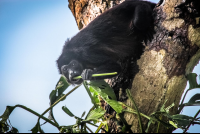        Howler Monkey Eating Leaves During Monkey Tour Puerto Jimenez
  - Costa Rica