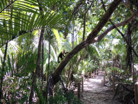        manuel antonio national park attraction beach trail monkey 
  - Costa Rica