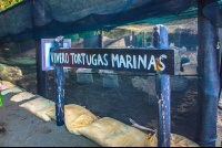       Turtle Hatchery Sign At Piro Beach Costa Rica
  - Costa Rica