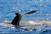        whale tails above sea 
  - Costa Rica