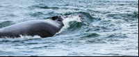        ballena aventura tour humpback closeup 
  - Costa Rica