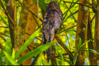        Owl Sierpe Mangler
  - Costa Rica