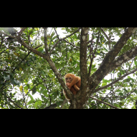        cano negro albino howler monokey 
  - Costa Rica
