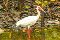        Ibis  At San Pedrillo Ranger Station Corcovado National Park
  - Costa Rica