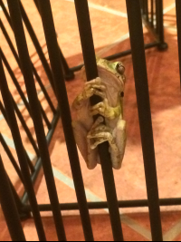        Green Frog Hotelleyenda
  - Costa Rica