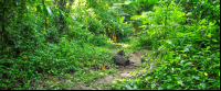        carara national park secondary forest 
  - Costa Rica
