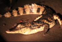        turtle beach lodge caiman 
  - Costa Rica