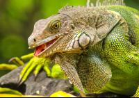        green iguana eating at gringo curts restaurant 
  - Costa Rica