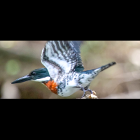        penas blancas amazon king fisher taking off
  - Costa Rica