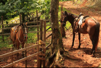        bijagual tour horses 
  - Costa Rica