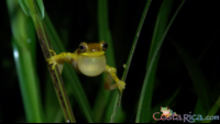        hourglass tree frog.png
  - Costa Rica