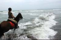        jungle beach horseback tour in waves 
  - Costa Rica