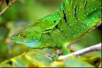        green basilisk basiliscus plumifrons tortuguero 
  - Costa Rica