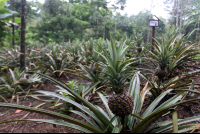        chachagua hotel farm 
  - Costa Rica