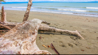        Tamales Beach Logs
  - Costa Rica