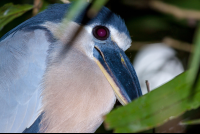        boat billed heron tortuguero 
  - Costa Rica
