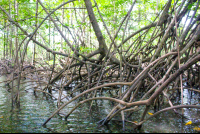        Sierpe Manglar Forest Exposed Roots
  - Costa Rica