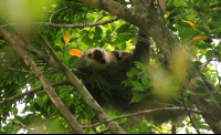        turtle beach lodge two toed sloth and baby 
  - Costa Rica