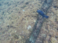       guineafowl puffer swimming 
  - Costa Rica