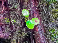        Folliage
  - Costa Rica