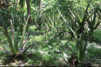        tierra y fuego plants 
  - Costa Rica