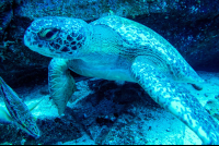        Green Sea Turtle On The Bottom Of The Ocean Cocos Island
  - Costa Rica