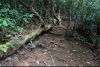        cloud forest lodge trail 
  - Costa Rica