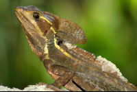        common basilisk barra del colorado 
  - Costa Rica