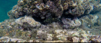        purple tinted reefs tortuga islands 
  - Costa Rica