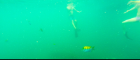        People Fins Snorkeling Tortuga
  - Costa Rica