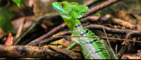        tortuguero national park attraction emerald basilisk 
  - Costa Rica