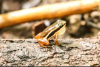        Rocket Frog On A Tree San Pedrillo Ranger Station Corcovado
  - Costa Rica