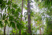        Fog Coming Into The Forest Of Los Patos Trail
  - Costa Rica