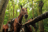        nauyaca waterfalls horse 
  - Costa Rica