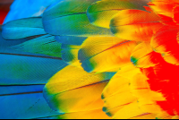        Scarlet Macaw Feather Colors
  - Costa Rica