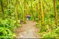        Dirty Forest Trail At Celeteste River Waterfall Tour
  - Costa Rica