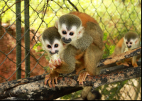        kids saving the rainforest attraction buddies 
  - Costa Rica