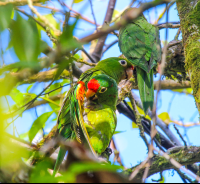        Parrot Family On Tree Finca Kobo Chocolate Tour
  - Costa Rica