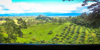        Osa Palmas Restaurant Golf View
  - Costa Rica