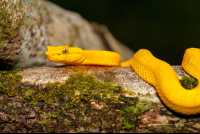        Eyelashh Palm Pitviper Snake On Tree At Cahuita National Park
  - Costa Rica
