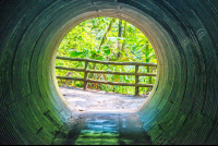        Jumping Vit Viper Tunnel Hanging Bridges Mistico Park
  - Costa Rica