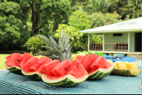        Watermelon San Pedrillo Ranger Station Corcovado National Park
  - Costa Rica