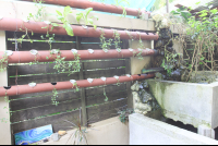        aquaponic garden hotel nautilus santa teresa 
  - Costa Rica