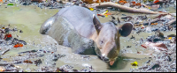       Tapir Soaking On The Mud At The Sirena Ranger Station
  - Costa Rica