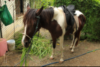        jungle beach horseback tour anya 
  - Costa Rica