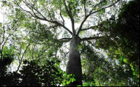        carara national park kapok tree 
  - Costa Rica