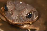        Bufo Toad Face Front
  - Costa Rica