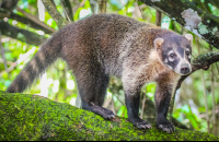        coati corcovado national park la leona station costa rica 
  - Costa Rica
